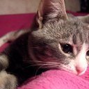 ���� �����, ��������, 33 ���� - ��������� 2 ������ 2011 � ������ ��������� � ��� ��, ��� � ������