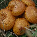 ���� ������, ���������� - ��������� 13 ������� 2011 � ������ ���� ����������