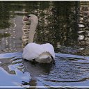   (Paolo Genua),  -  29  2009    