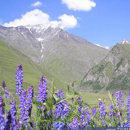 ���������, ������, 66 ���