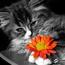  , , 48  -  12  2011   PetLove