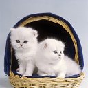 ���� �����, ������, 29 ��� - ��������� 4 ������ 2010 � ������ �������