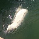 ���� ���, �����, 40 ��� - ��������� 12 ��� 2012 � ������ ���� ����������