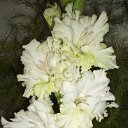 ���� �������, ����, 65 ��� - ��������� 7 ������� 2010 � ������ ������ �����������