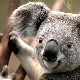 ���������, ������ ��������, 42 ����