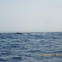 ���� ������, ��������, 41 ��� - ��������� 22 ����� 2012 � ������ ����-�����