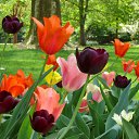 ���� Smile, ������, 55 ��� - ��������� 20 ������ 2010 � ������ ���� ����� � ������