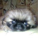 ���� �����, ��������, 51 ��� - ��������� 10 ���� 2012 � ������ ������