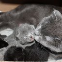 ���� ����_����� ������ ���� ���-��..., �������� - ��������� 8 ������ 2013 � ������ ����� ������ ������..�