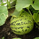 ���� �����, ������ - ��������� 1 ������ 2010 � ������ ���� ������