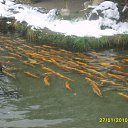 ���� ���������, ���������, 42 ���� - ��������� 22 ��� 2012 � ������ ���� ����������