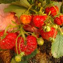 ���� ��������, ��������, 55 ��� - ��������� 26 ���� 2012 � ������ �������