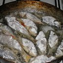 ������ ����