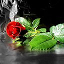 ���� ���, ���������, 48 ��� - ��������� 27 ������ 2013 � ������ ���� ����������