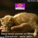 ���� �������, ��������, 38 ��� - ��������� 19 ������ 2011 � ������ �������