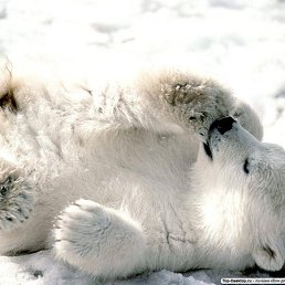 ���� ����, �����������, 37 ��� - ��������� 29 ��� 2012