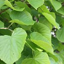 ���� �����, �����, 60 ��� - ��������� 21 ��� 2012 � ������ ������ �����