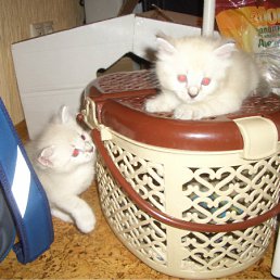 ���� P����, �����, 51 ��� - ��������� 26 ���� 2011