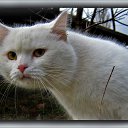  ,  -  3  2010    ,, ۻ