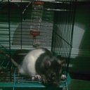 ���� ����, �����������, 36 ��� - ��������� 28 �������� 2011