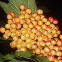 ���� ����)), �����, 40 ��� - ��������� 20 ������ 2009 � ������ ���� �����)�