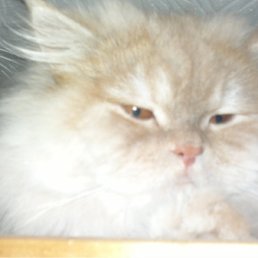 ���� ������, ������, 55 ��� - ��������� 15 ������� 2011