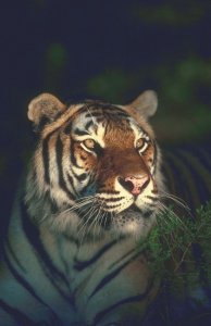 ���� ���, ������, 45 ��� - ��������� 31 ����� 2012