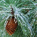 ���� ����, ���� - ��������� 11 ������ 2011 � ������ �Happy New Year & Merry Christmas�