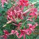 ���� Alenkij, ���������, 56 ��� - ��������� 12 ������� 2011 � ������ ���� ���