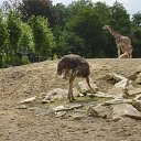 ���� Viktor Ne Golosuju, ������, 62 ���� - ��������� 12 �������� 2011 � ������ �Dublin Zoo�