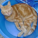   ( -        ,  -  16  2010      