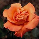 ���� ������, ���-����, 27 ��� - ��������� 17 ������� 2009 � ������ �����������