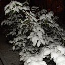 ���� ������, �����������, 51 ��� - ��������� 8 ����� 2012 � ������ ���� ����������