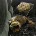 ���� ������, ����, 28 ��� - ��������� 1 ������� 2010 � ������ �PetLove�