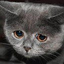 ���� �������, ��������� - ��������� 27 ��� 2012 � ������ �������