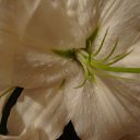 ���� �����, �����-���������, 63 ���� - ��������� 14 ����� 2009 � ������ ���� ����������