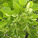 ���� ������, ���������, 62 ���� - ��������� 12 ���� 2012 � ������ �12 �����