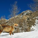 ���� ����, �����������, 64 ���� - ��������� 25 ������� 2012 � ������ ���� ����������