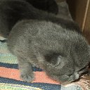 ���� ����_����� ������ ���� ���-��..., �������� - ��������� 28 ���� 2013 � ������ ������� � ��