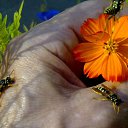 ���� Velvad, ���� - ��������� 25 ������ 2012 � ������ ���� ����������