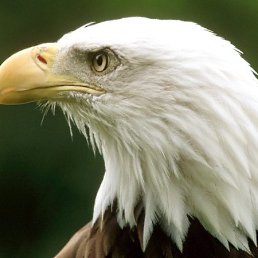 ���� ���������, �������, 50 ��� - ��������� 18 ������ 2012