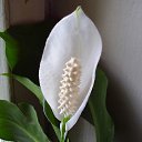  , , 72  -  11  2013     λ