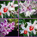  (  ),  , 54  -  9  2010   