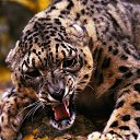 ���� �������, �����-���������, 43 ���� - ��������� 15 �������� 2012