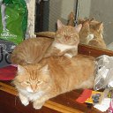 ����� �� ������� ����� ��� ������������