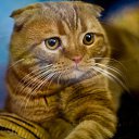 ���� ��������, ���� - ��������� 28 ������� 2012 � ������ ���� ����������