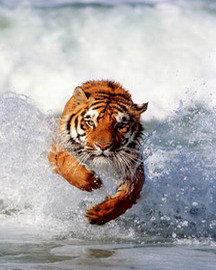 ���� �����, �����������, 46 ��� - ��������� 12 ����� 2012