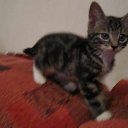 ���� ����, ������, 36 ��� - ��������� 2 ������� 2011 � ������ ���������