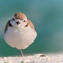 ���� Liviu, �������, 26 ��� - ��������� 14 ������� 2012