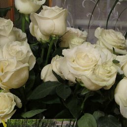 ���� �������, �������, 35 ��� - ��������� 27 ����� 2012